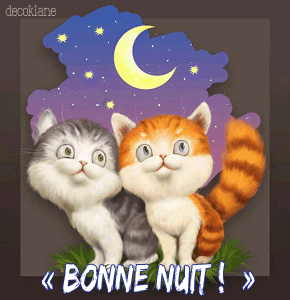 bonne nuit chat